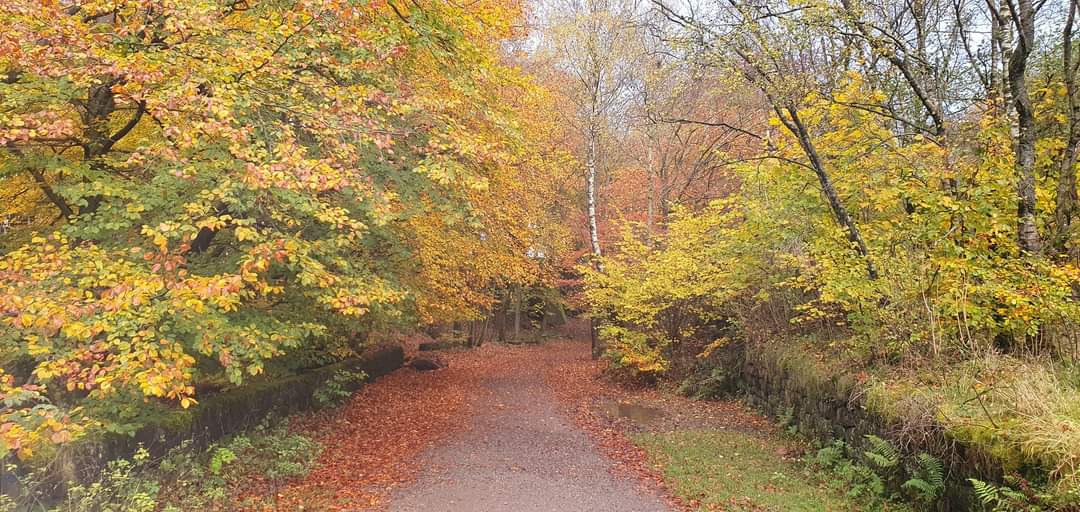 Woodland path through autumn trees at Black Rocks in Derbyshire