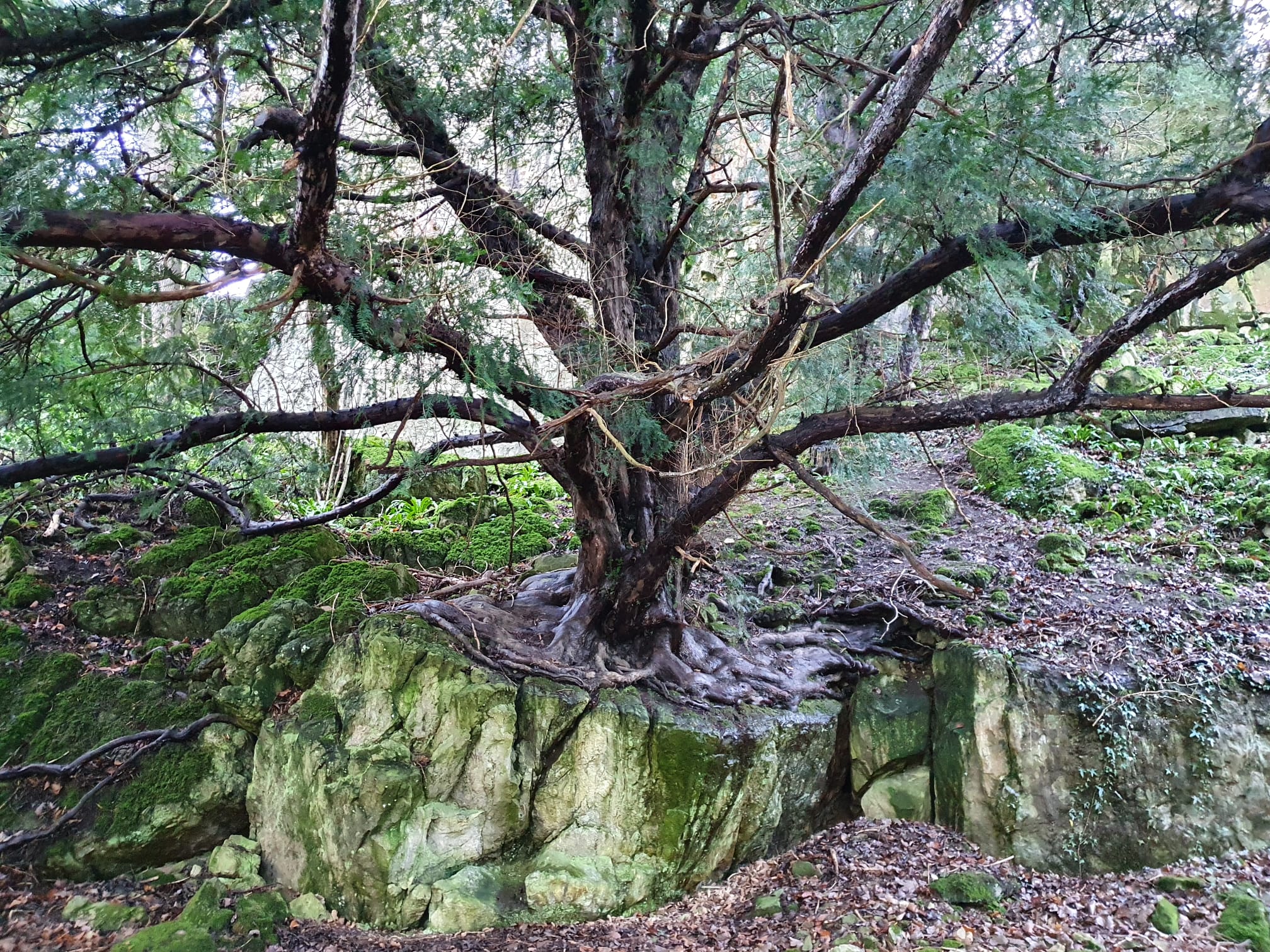 Ancient woodland tree reflected in still water near Matlock